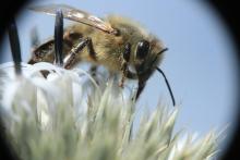 Dzikie pszczoły wracają do Trójmiejskich Lasów!